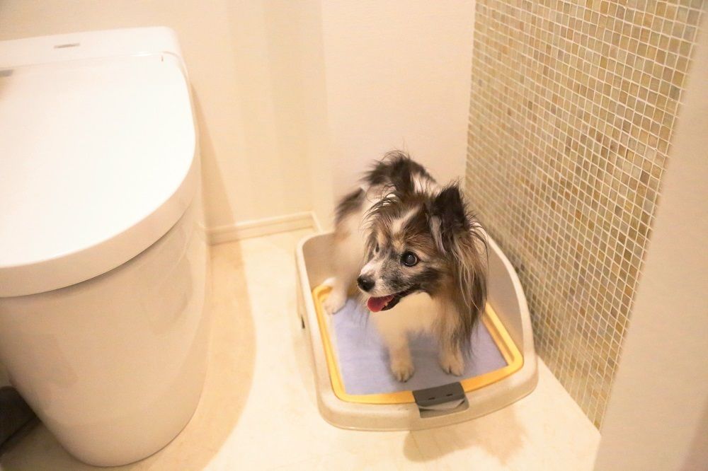 トイレや居場所をどう作る? ペットが幸せになるインテリアを実例でご紹介! 東京ガス ウチコト