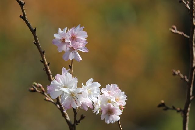 十月桜