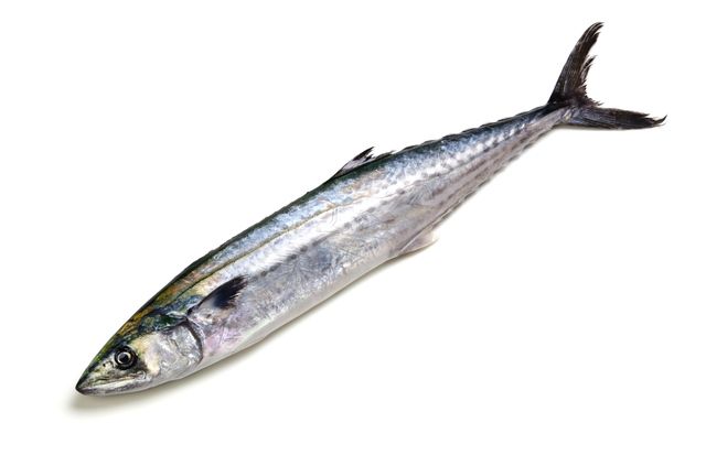 鰆(サワラ)
