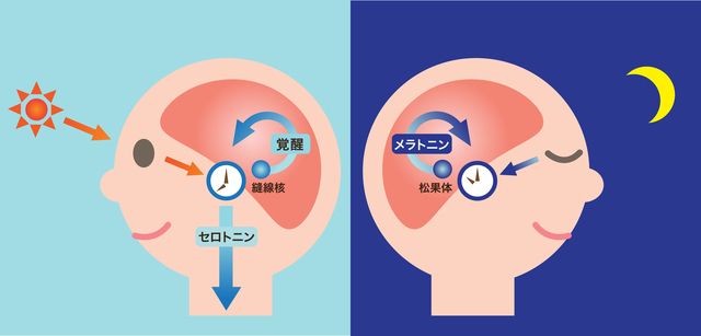 昼夜の脳内ホルモン分泌の違い